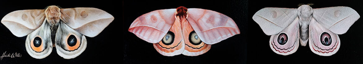 heidi willis_butterfly illustration_natural History_painting_artist copy