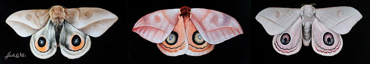 heidi willis_butterfly illustration_natural History_painting_artist copy