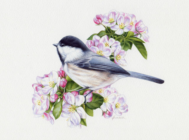 heidi willis_chickadee painting_watercolour_bird illustration
