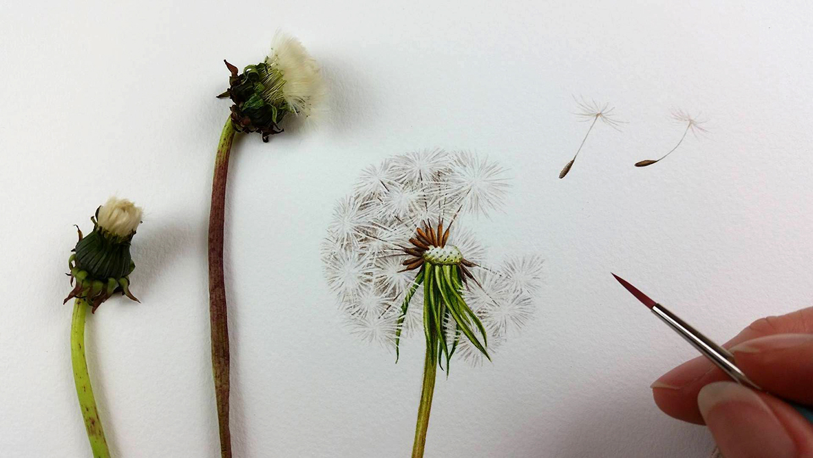 heidi willis_dandelion_botanical illustration