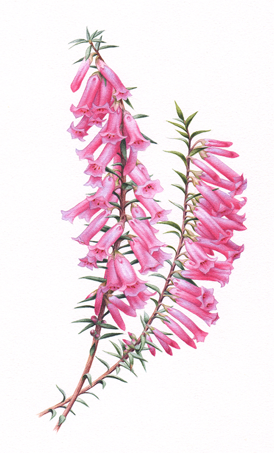 heidi willis_heath_watercolour_botanical artist_australian floral emblem