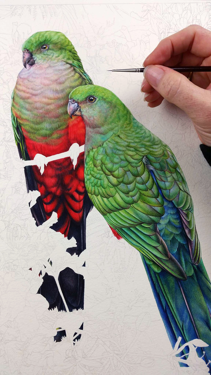 heidi willis_king parrot_bird artist