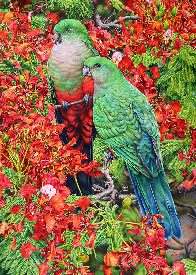 heidi willis_king parrot_watercolour_bird painting