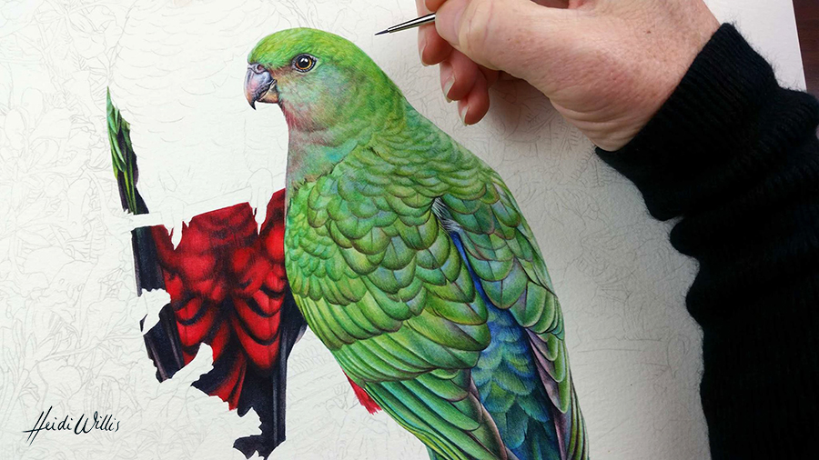 heidi willis_king parrot_watercolour_bird painting