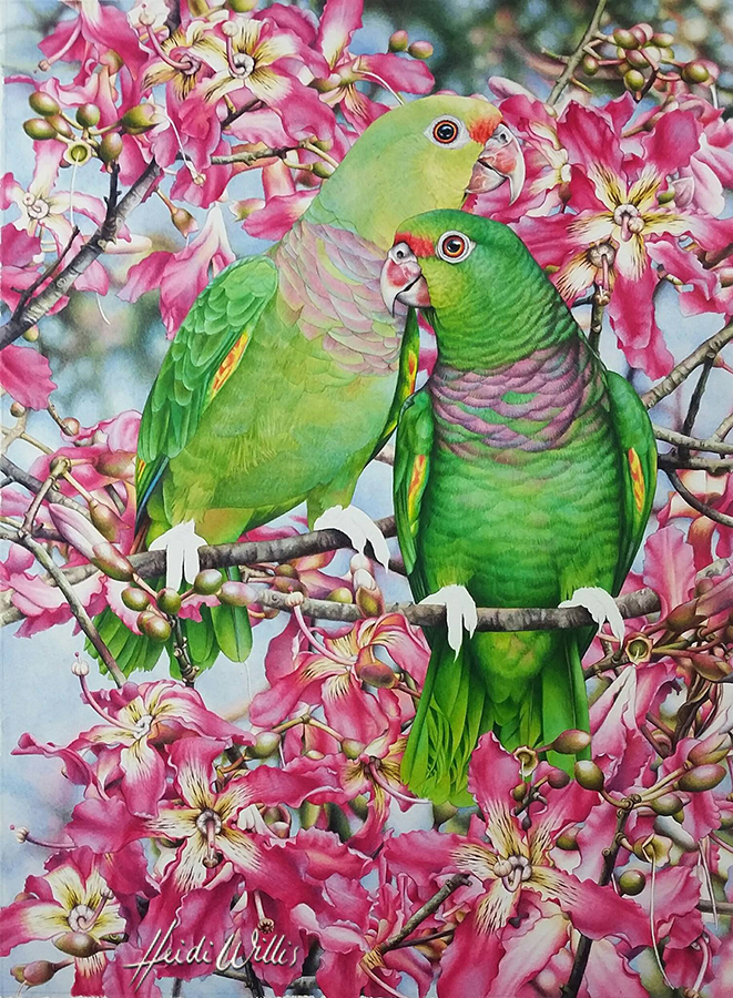 heidi willis_natural history artist_watercolor_bbird painting