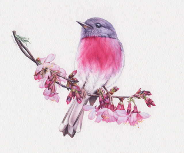 heidi willis_rose robin_blossom_bee_painting_illustration_watercolour