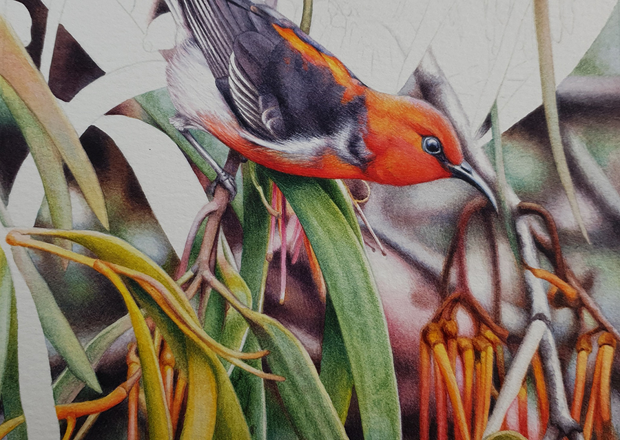 heidi willis_scarlet honeyeater painting_mistletoe_watercolour bird