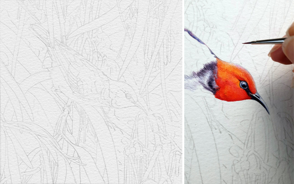 heidi willis_scarlet honeyeater painting_mistletoe_watercolour bird