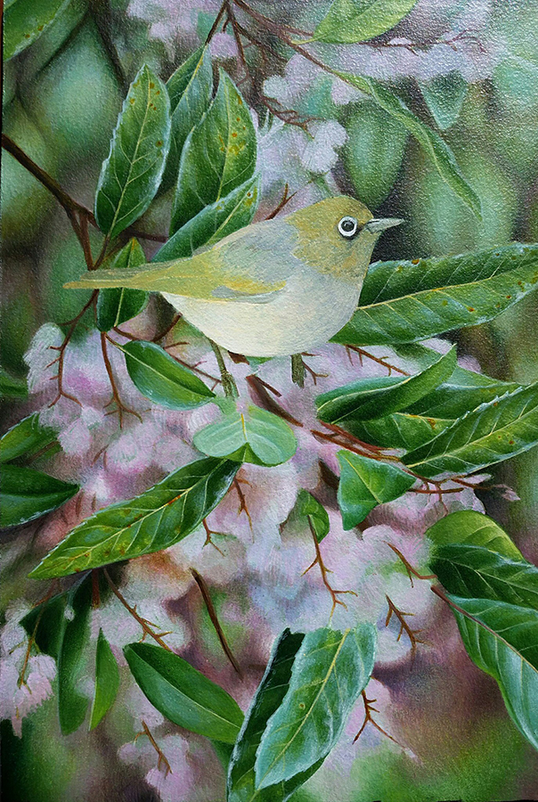 heidi willis_silvereye_bird painting