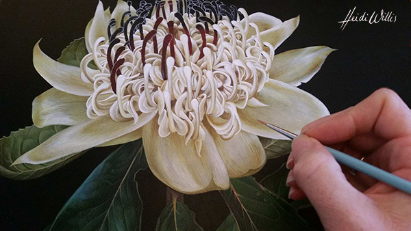 heidi willis_waratah_botanical illustration_west hotel