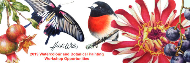 heidi willis_watercolour_botanical_painting class_workshops