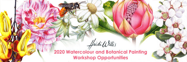 heidi-willis_watercolour_botanical_painting-class_workshops_2020