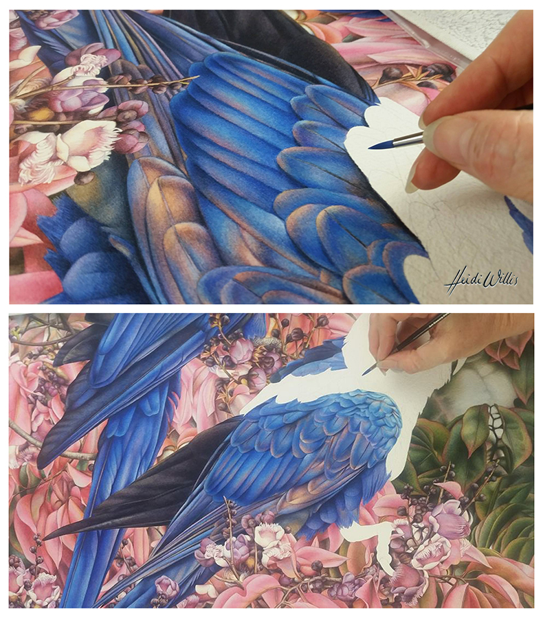 heidi willis_waterdcolour_artist_natural history_bird painting