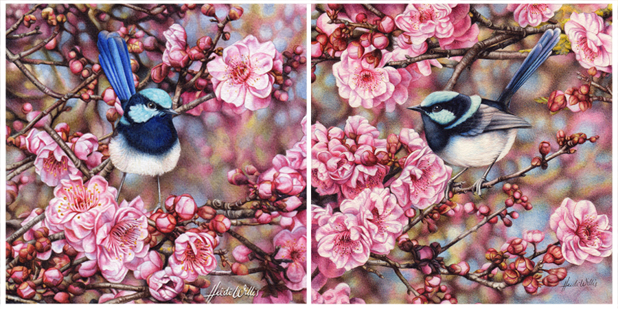 heidi willis_wren_blosson_watercolour_bird painting