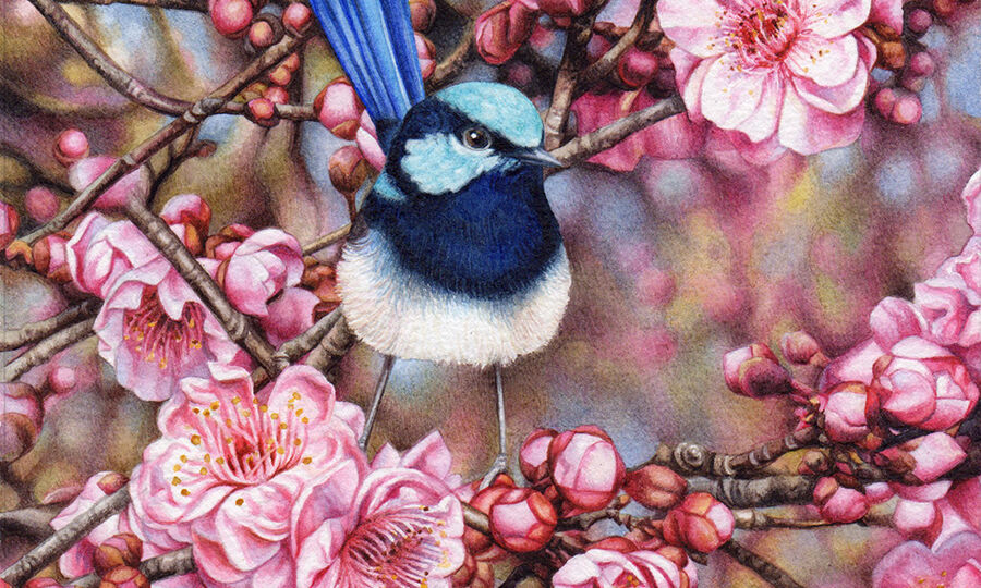 heidi willis_wren_blosson_watercolour_bird painting