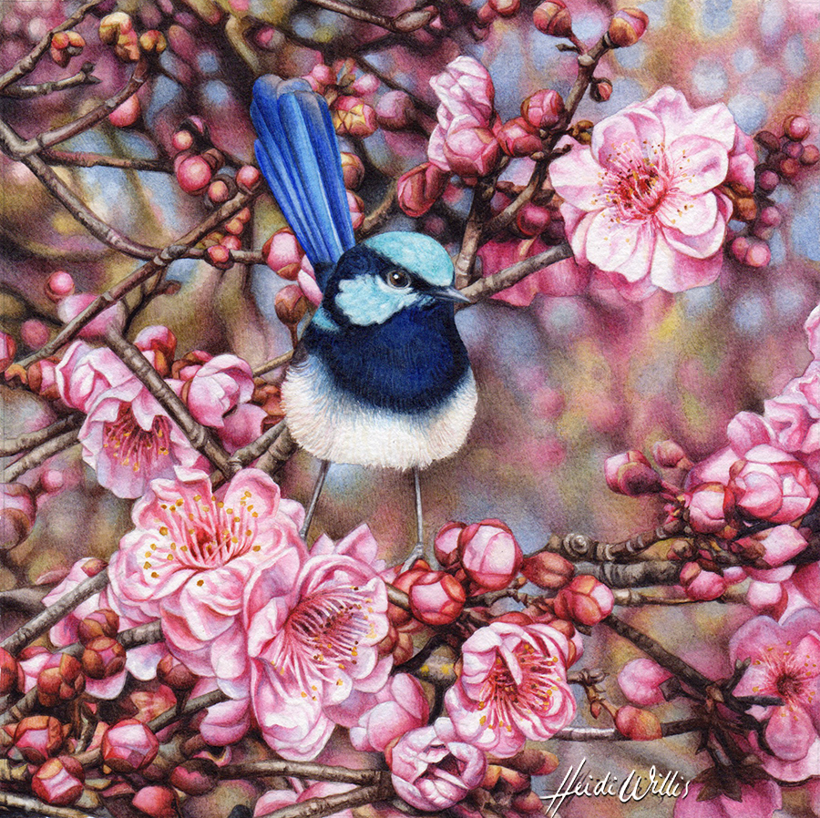 heidi willis_wren_blosson_watercolour_bird painting
