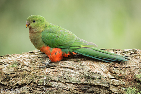 king parrot_adam blyth