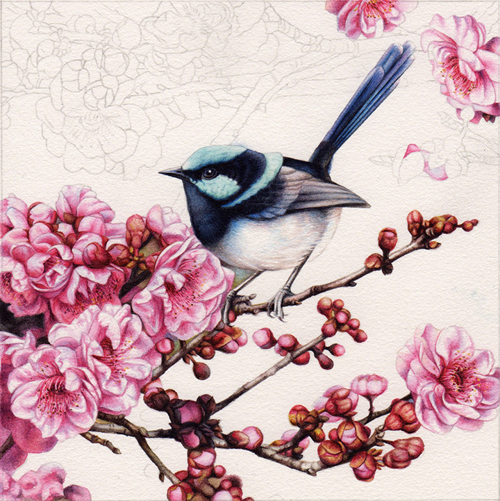 natural history_heidi willis_wren painting_watercolour_blossom_botanical