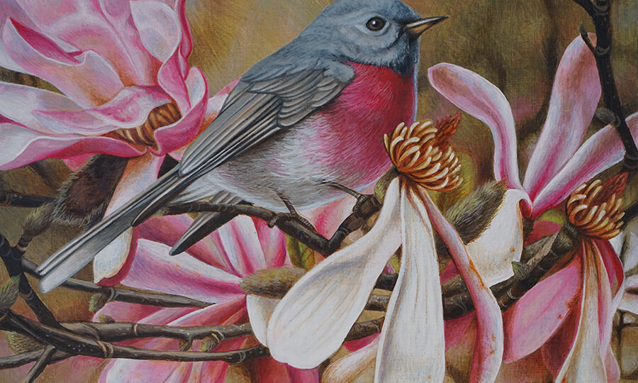s_heidi willis_bird painting_rose robin_magnolias