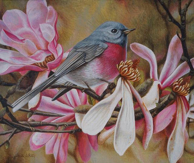 s_heidi willis_bird painting_rose robin_magnolias