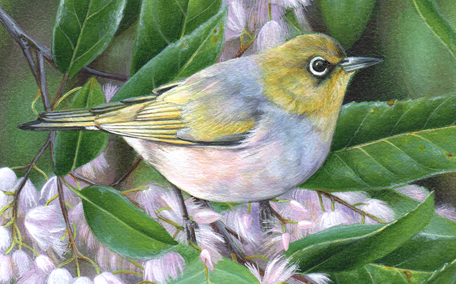 silvereye_bird painting_heidi willis