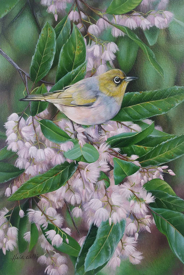 silvereye_heidi willis_bird artist_acrylics