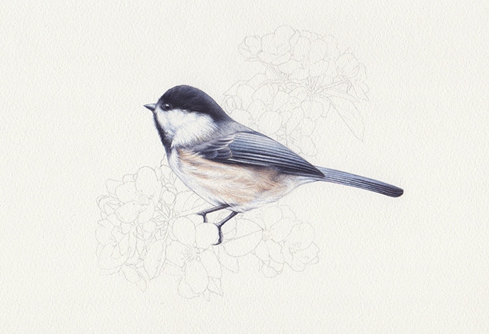 w_heidi willis_chickadee painting_bird illustration_watercolour