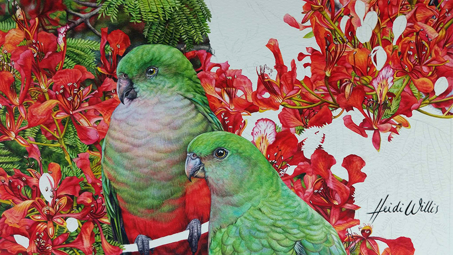 w_heidi willis_king parrot_bird painting_watercolour