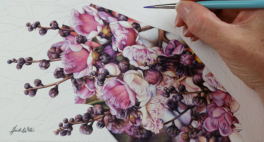 watercolour artist_lecythis_heidi willis_botanical art