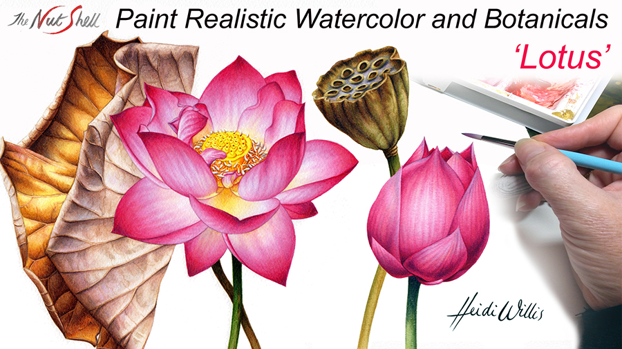 website_Heidi Willis_Online Painting Tutorial_Lotus_watercolour_watercolor