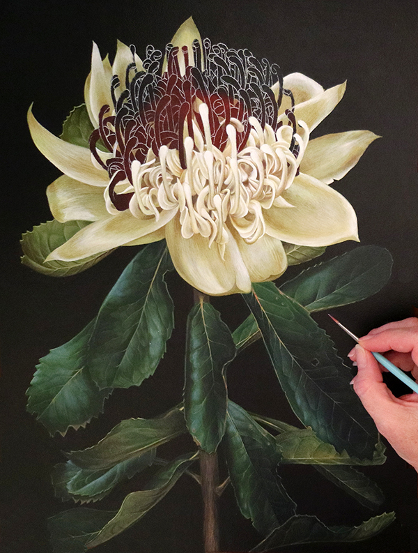 white waratah in progress