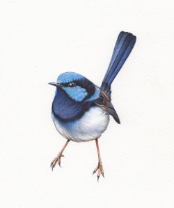 Blue Wren Illustration - Heidi Willis