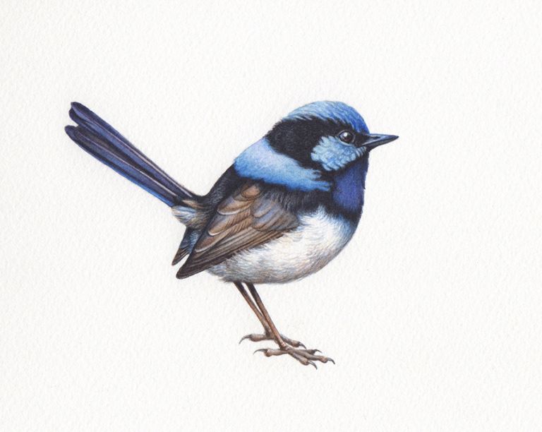 Blue Wren Painting - Heidi Willis