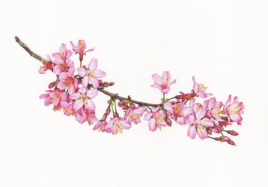 Blossom Botanical Study 2 - Heidi Willis