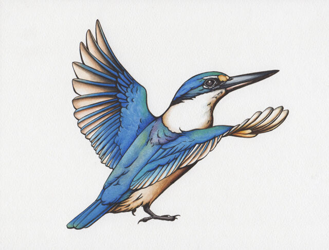 heidi willis_illustrator_bird artist_watercolour_ink drawing_kingfisher illustration