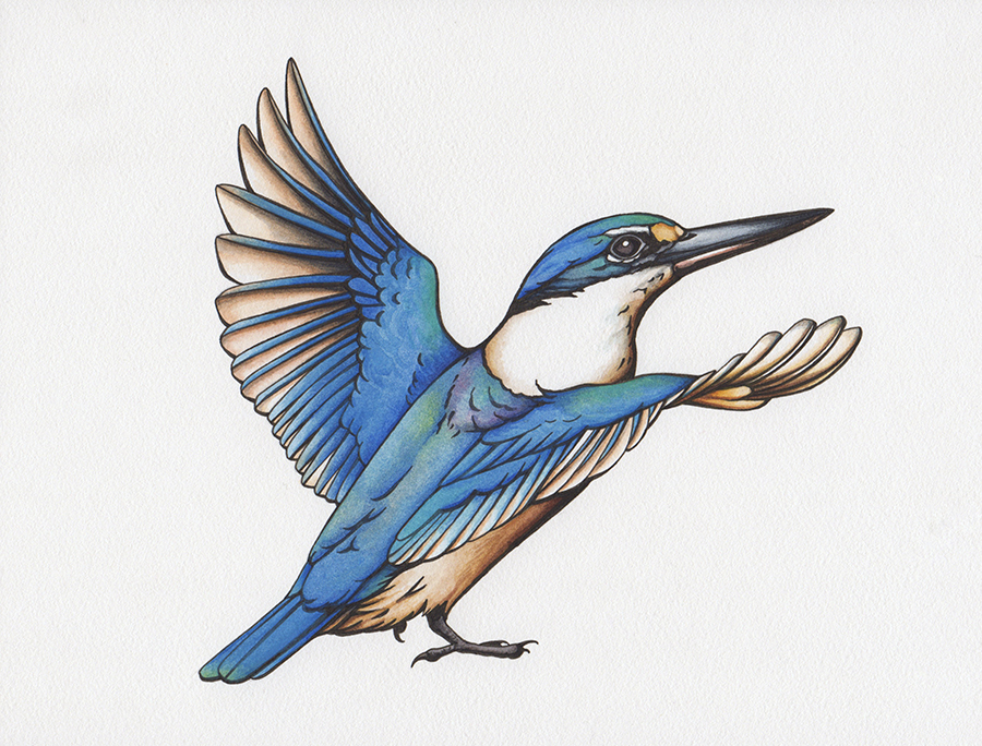 Kingfisher Bird Drawing Day 011 — Steemit