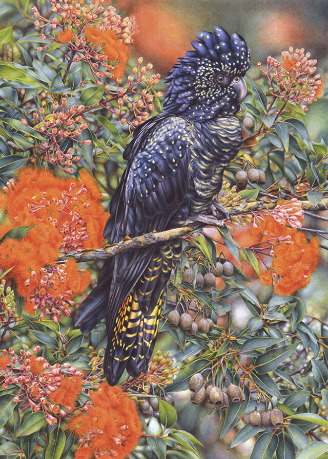 Heidi-Willis_Black-Cockatoo_Flowering-Gum_bird-painting