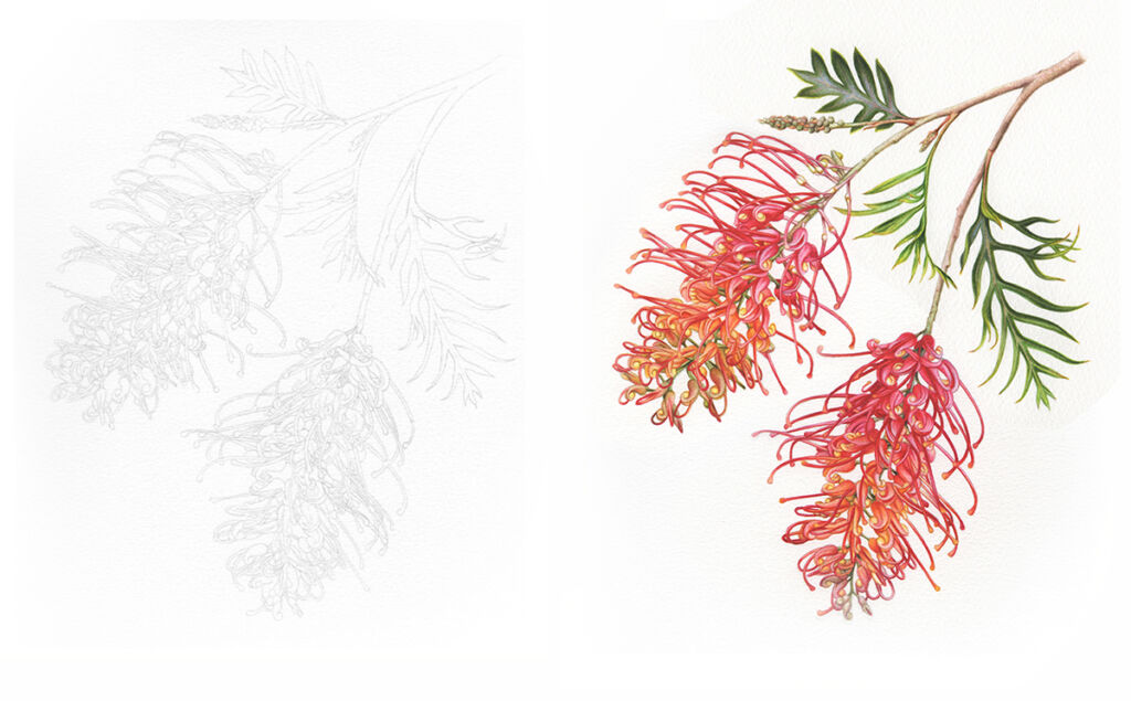 Australian Botanical Illustrations in Watercolour Heidi Willis