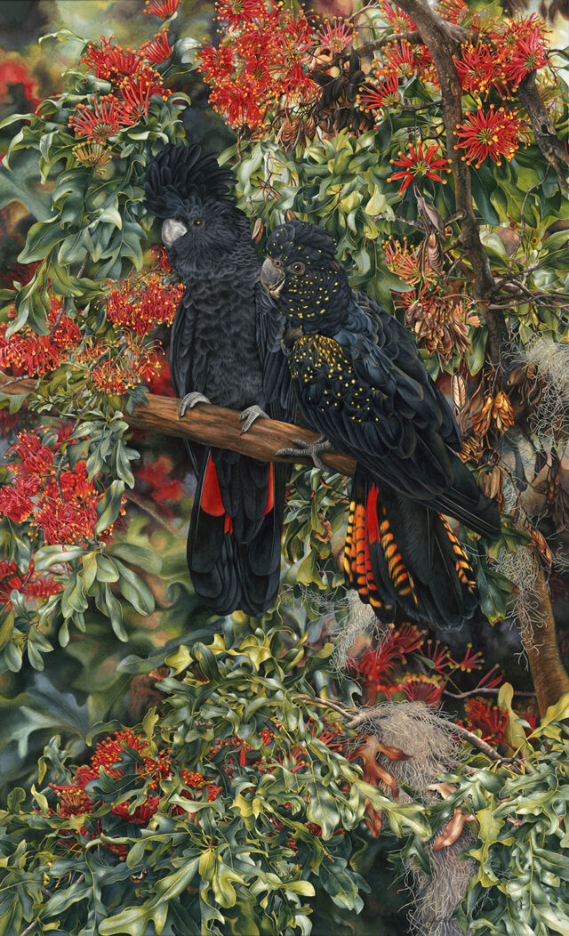 Heidi-Willis_Black-Cockatoos-painting_watercolour_australian-artist