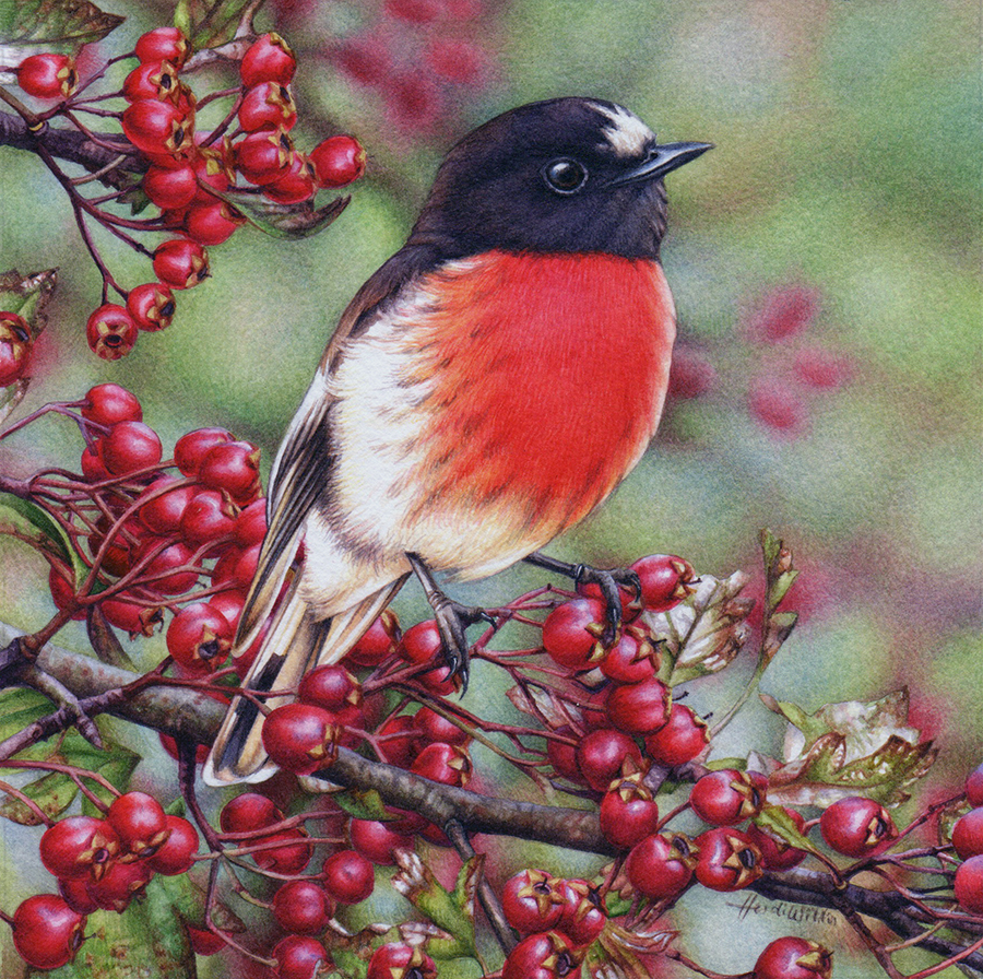 ORIGINAL Robin Watercolour Painting, Australian Scarlet Robin, Watercolour Birds buy