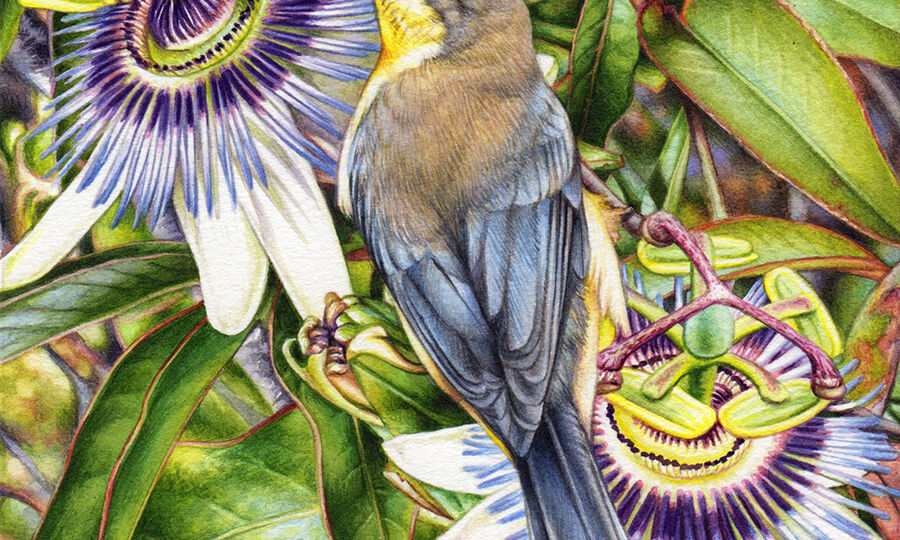 heidi willis_bird artist_painting_illustrator_eastern spinebill_passionfruit_watercolour