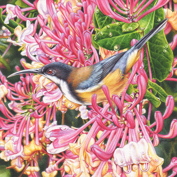 Eastern Spinebill and Honeysuckle Painting