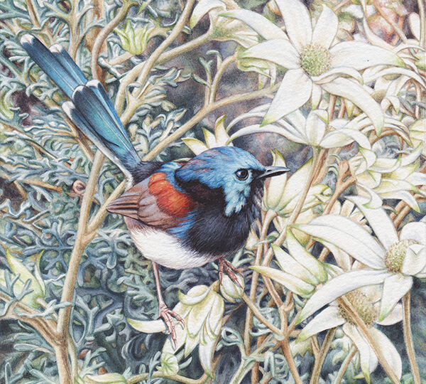 heidi willis_wren painting_bird artist_illustrator_watercolour