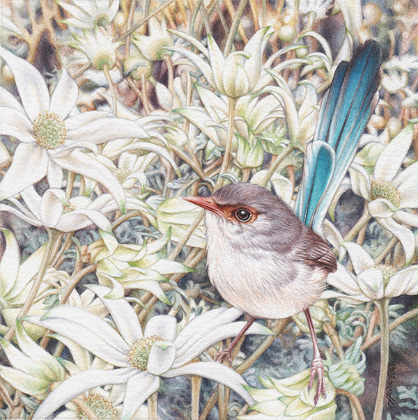 Female Variegated Fairywren and Flannel Flowers in Watercolour