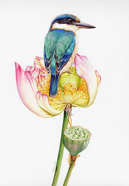 Kingfisher and Lotus study in Watercolour