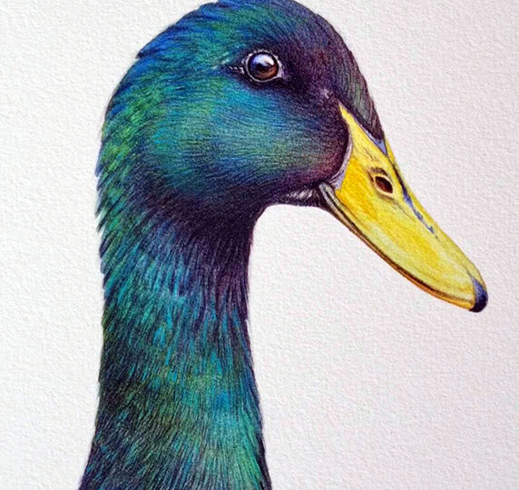 heidi-willis_bird-artist_duck-painting_watercolour