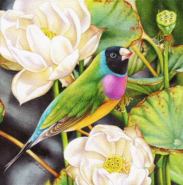 Gouldian Finch and Lotus Painting in Watercolour (1)