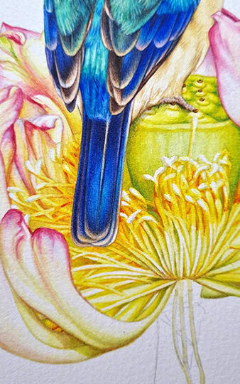 heidi willis_watercolour_botanical illustrator_artist_bird painter_lotus
