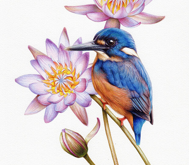 Heidi willis_Azure Kingfisher_illustration_painting_watercolour