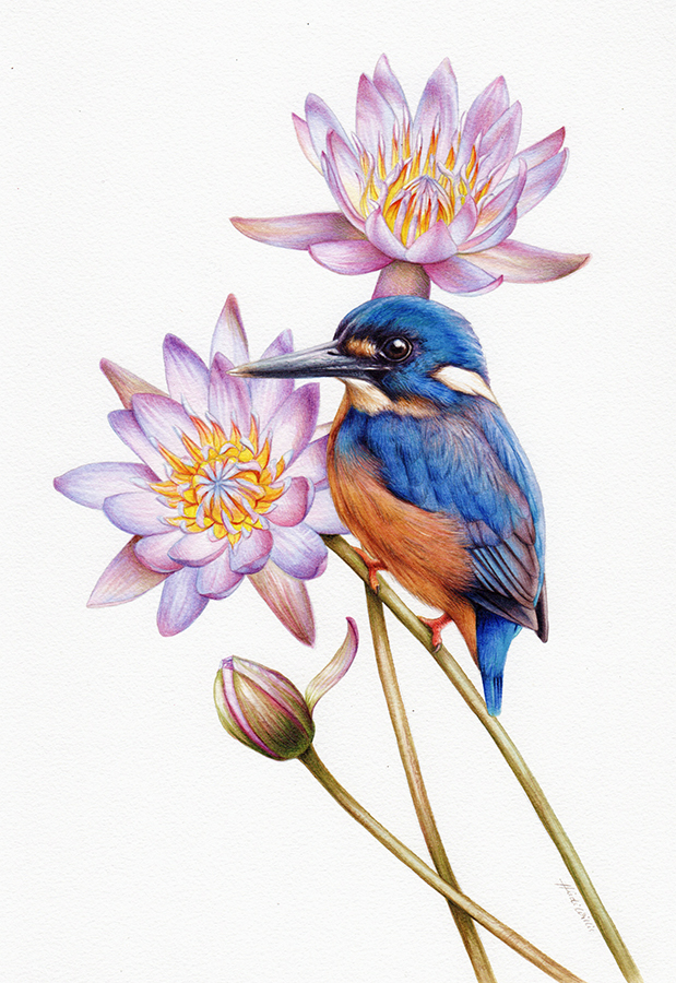 Azure Kingfisher and Waterlilies Illustration in Watercolour